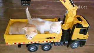 Funny kitten _ Baby kittens ride in a car and go for a walk _ Adorable kitten. by Joyful Cat 20 views 1 month ago 6 minutes, 4 seconds