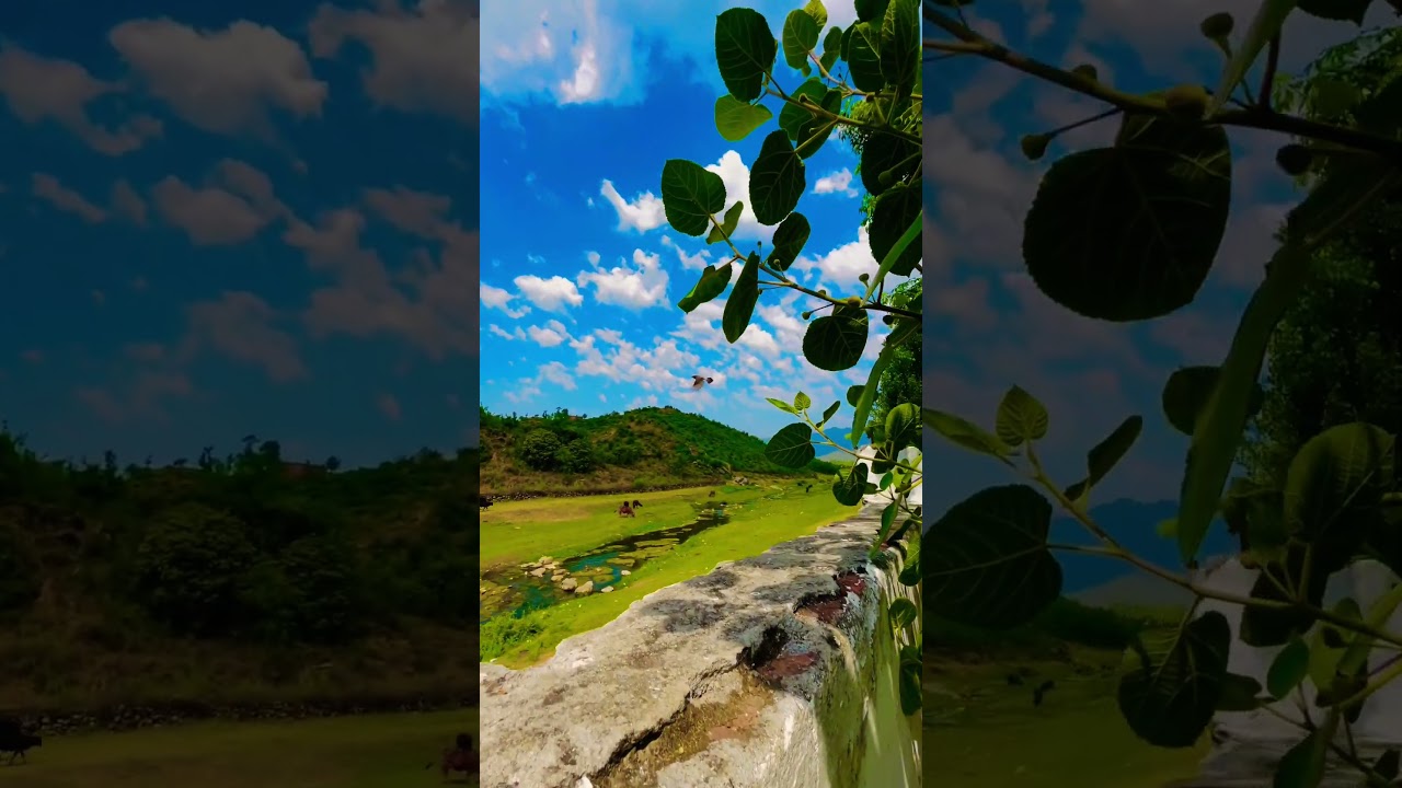 Nature video