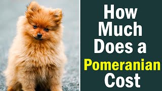 How Much Does a Pomeranian Cost to Buy and Keep Over Its Lifetime?