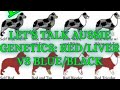 E09-Let&#39;s Talk Aussie Genetics: Red/Liver VS Blue/Black