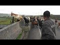 As Cabras e o Pastor Silvino - Ilha Terceira - Açores