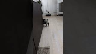 Piglet Gets Startled by a Barking Dog