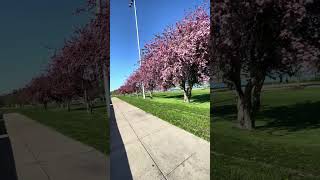 Columbus Park: Outdoor Track Spring is Boston