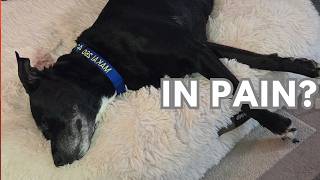 Signs Your Pet Is in Pain (Most Owners Miss This)