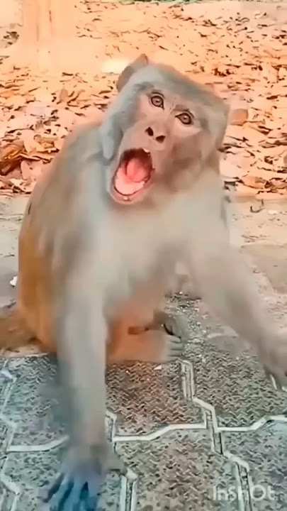 donkey 🐴💞 & monkey 🐒 funny 🤣 #funnyvideos #donkey #monkey #viral #video #funny #cute #shorts #yt