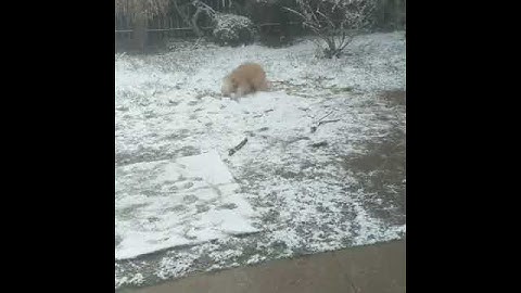 Excited Dog Zoomies During Snowfall - 1039765