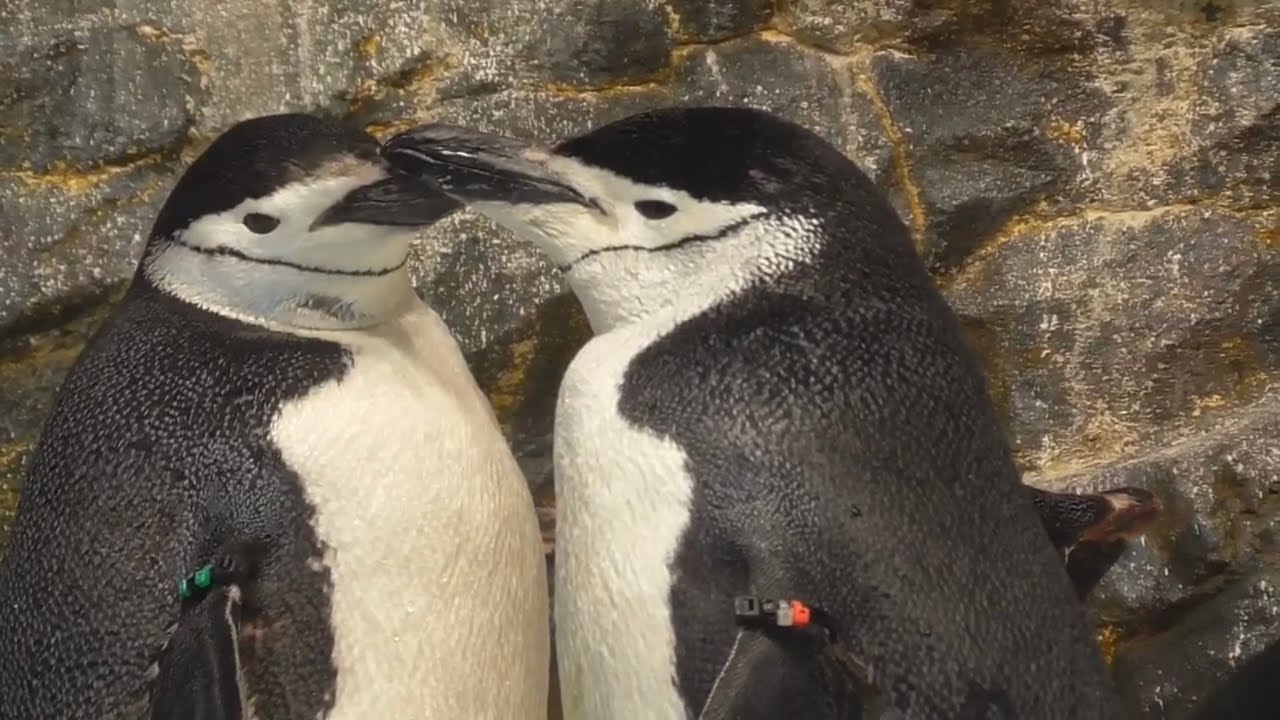 ヒゲペンギン　アデリーペンギン　ジェンツーペンギン　【名古屋港水族館】