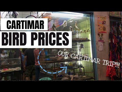 CARTIMAR BIRD PRICES - Our Cartimar Trip with Mori & Matcha