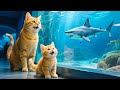Cute Story: Kitten and Mama Cat Work Hard Together to Earn Money for the Aquarium !