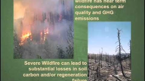 Forests and the Carbon Cycle