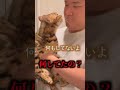 外に出たのがバレて必死に弁明する猫