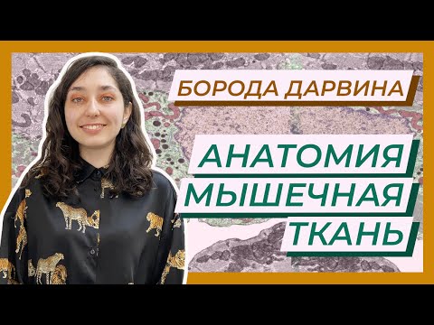 Анатомия. Мышечная ткань. ЦТ, ЕГЭ, ЗНО, ЕНТ