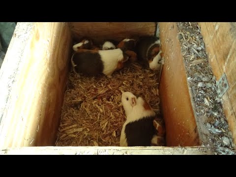 Видео: Как развести морских свинок