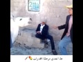 الحمار حمار 