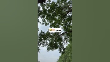#القارئ#ماهر_المعيقلي #قران_كريم #اعتني #اكسبلور #لايك #تيك_توك #المراه #ترند #الغلا #النظافه