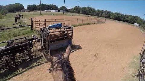 Tripping steers with a GoPro