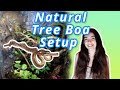 Setting up a Bioactive Reptile Terrarium! (making a mini jungle)