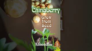 Almondine | Grow Chinaberry
