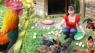 How To Repair Potholes Incubating Eggs & Sow Rice Seeds  Transplant Rice | Tiểu Vân Daily Life