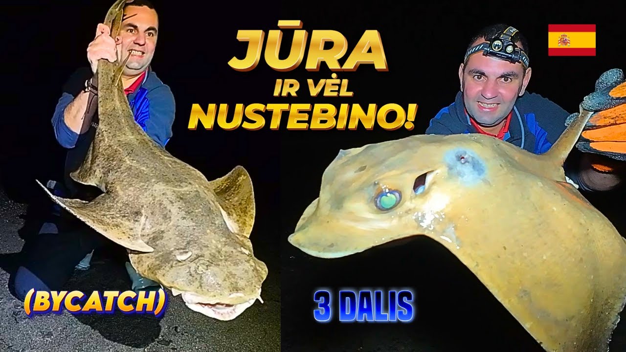 Į𝐒𝐏Ū𝐃𝐈𝐍𝐆𝐎𝐒 𝐊𝐀𝐍𝐀𝐑Ų Ž𝐔𝐕𝐘𝐒 😲 Ž𝐕𝐄𝐉𝐘𝐁𝐀 𝐉Ū𝐑𝐎𝐉𝐄  🇪🇸 𝐅𝐔𝐄𝐑𝐓𝐄𝐕𝐄𝐍𝐓𝐔𝐑𝐀 [3]. #eagleray #stingray #stingrayfishing