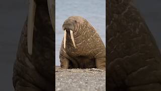 Animals You Didnt Know Were Wild In The Uk Part 4