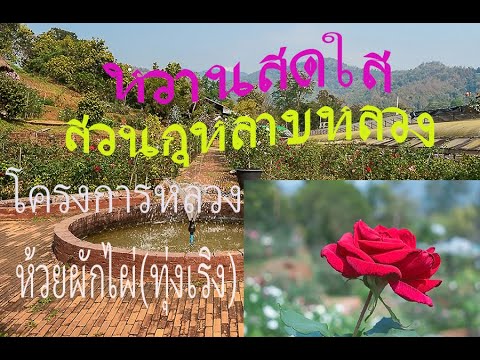 หวานสดใสสวนกุหลาบหลวงโครงการหลวงห้วยผักไผ่(ทุ่งเริง)