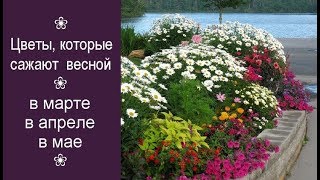 ❀ Цветы, которые лучше всего сажать в марте, в апреле и в мае