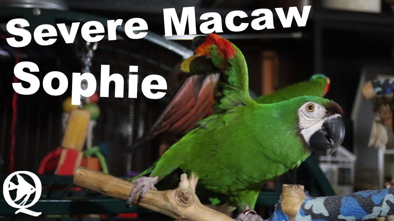 5 Year Old Severe Macaw Progress After Month 3 Youtube,Cooking Kitchen Sets For Kids
