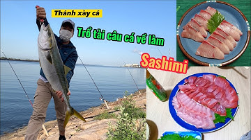 Thánh Xảy Cá trổ tài câu cá về làm Sashimi | Cách Làm món SaShiMi cá Cam |GĐCT