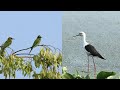 Nature, Calming music, Bird Photography at Surajpur Bird Sanctuary