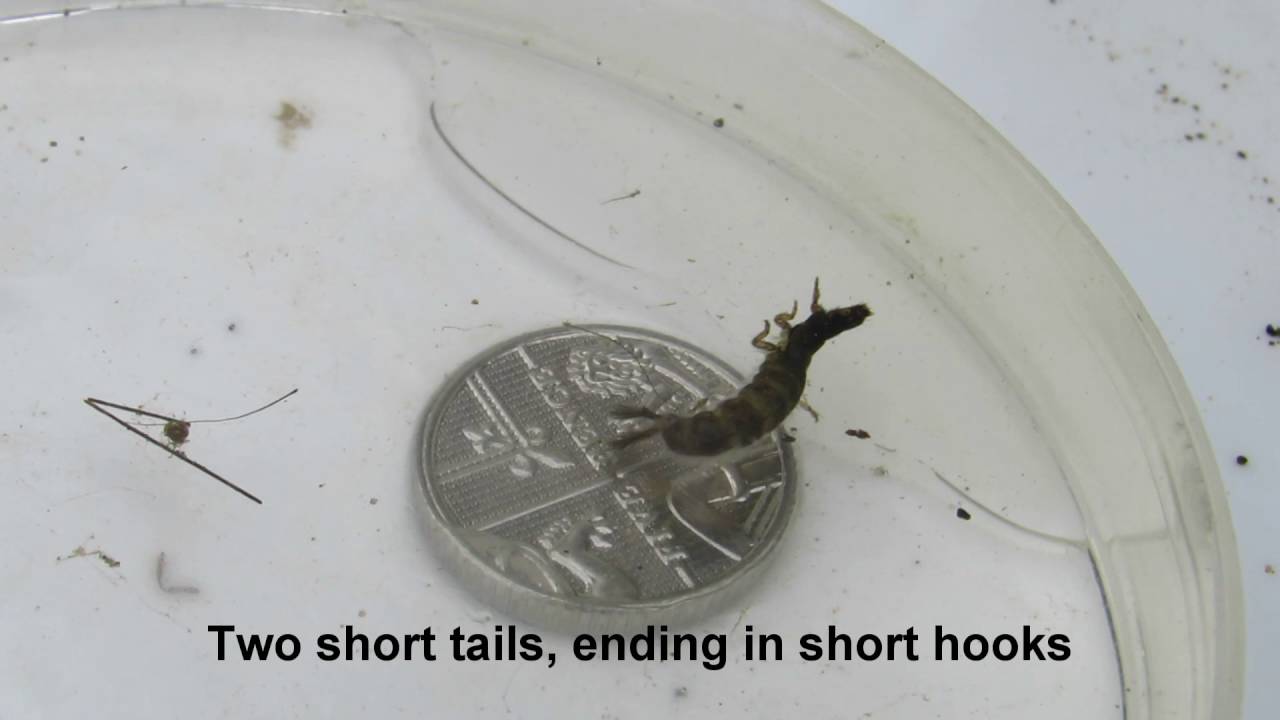 A guide to freshwater inverts - Caseless caddis