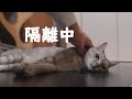 朝からいじめられてたので隔離された猫がこちら