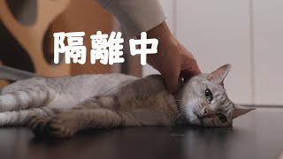 朝からいじめられてたので隔離された猫がこちら