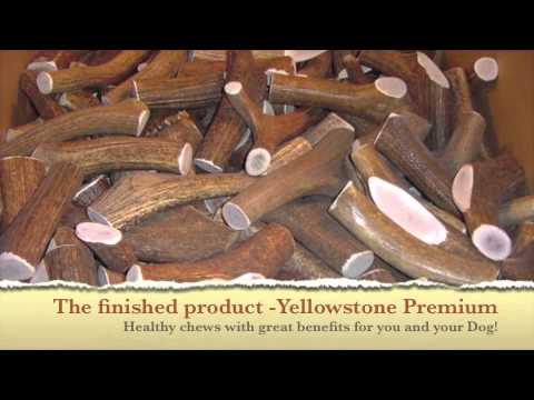 antler-dog-chews--http://www.yellowstoneantlers.com
