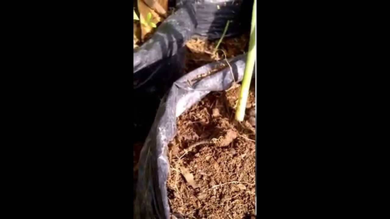 gambar tanaman buah pot tabulot budidaya jahe merah gambar tanaman buah pot tabulot budidaya jahe merah