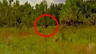 Sasquatch (Skunk Ape) Caught On Tape In Florida USA 2016