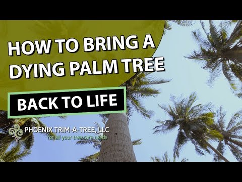 Video: Difficulties In Growing A Palm Tree