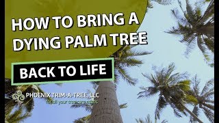 How To Bring A Dying Palm Tree Back To Life