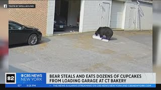 Bear steals & eats dozens of cupcakes from Connecticut bakery