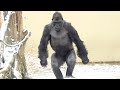 Kiyomasa is happy to see the first snow in two years⛄️ Shabani family