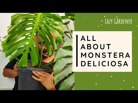 Monstera deliciosa Care Tips | A Beginner's Guide to Growth & Care | Lazy Gardener - video from Lazy Gardener