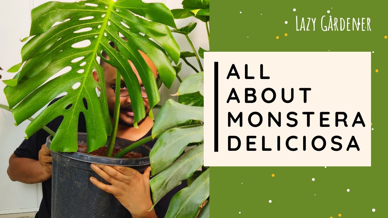 monstera-deliciosa-care-tips-a-beginner-s-guide-to-growth-care