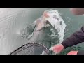 A ‘catch of a lifetime’ found in the Toronto harbour