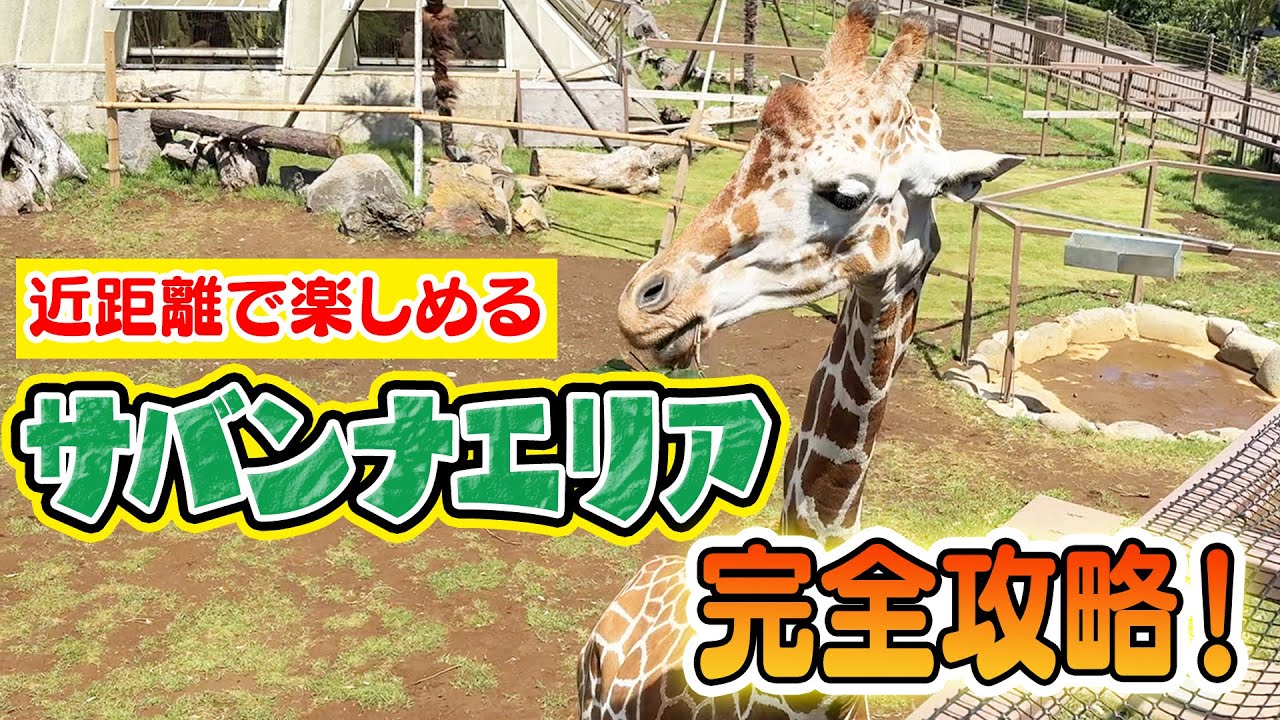 【必見】新エリア！サバンナエリアを楽しむ方法を徹底解説！