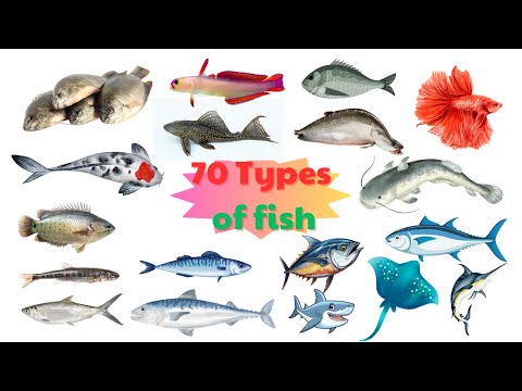 Video: Loach balığı: təsviri, fərqli xüsusiyyətləri, harada tapıldığı, nə yeyir (foto)