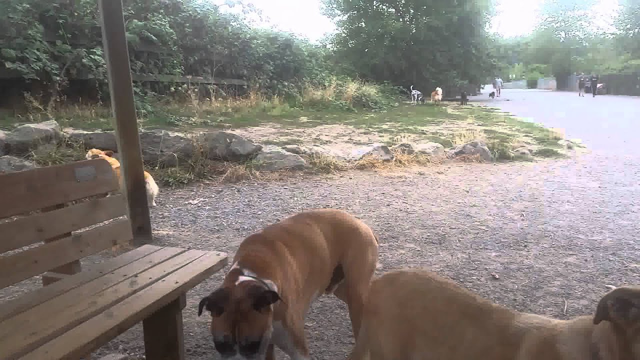 Sirius Pet Care: Magnuson Dog Park 083115