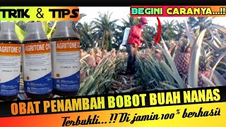 AGRITONE CPA || medicine to enlarge and increase the weight of pineapples || Care of the pineappl...