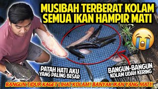 PATAH HATI! MUSIBAH TERBERAT KOLAM! BANYAK IKAN MATI KARENA AIR KOLAM YANG TIBA-TIBA SURUT! SEDIH!