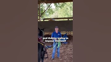 Quick Tips To Gain Confidence With Your Horse! | The Horse Guru-Michael Gascon