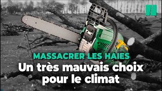 Les haies arrachées en France, un mauvais choix pour le climat